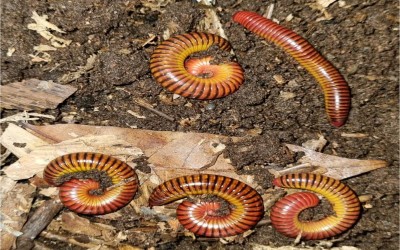 MILLIPEDE SUNRISE / MILIPEDE / SUNRISE TANPA KANDANG